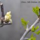 Shoots of a Chico jujube tree before and after exposure to sunlight