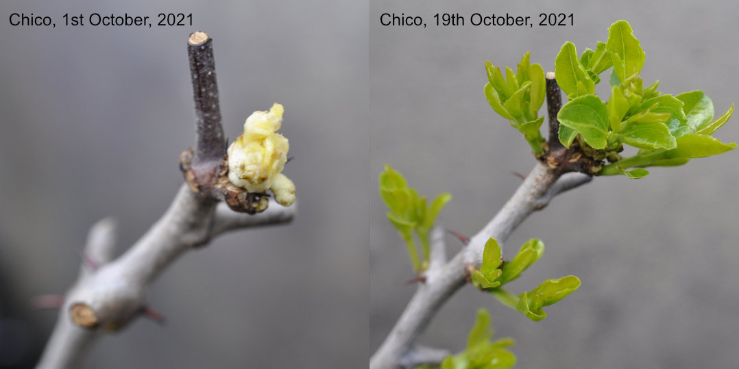 Shoots of a Chico jujube tree before and after exposure to sunlight 'Skin in the Game Trees'