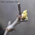 Shoots of a Chico jujube tree deprived of photosynthesis