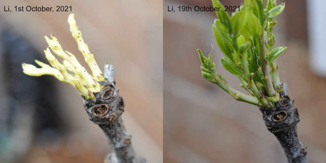 Shoots of a Li jujube tree before and after exposure to sunlight 'Skin in the Game Trees'