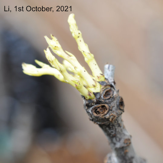 Shoots of a Li jujube tree deprived of photosynthesis 'Skin in the Game Trees'