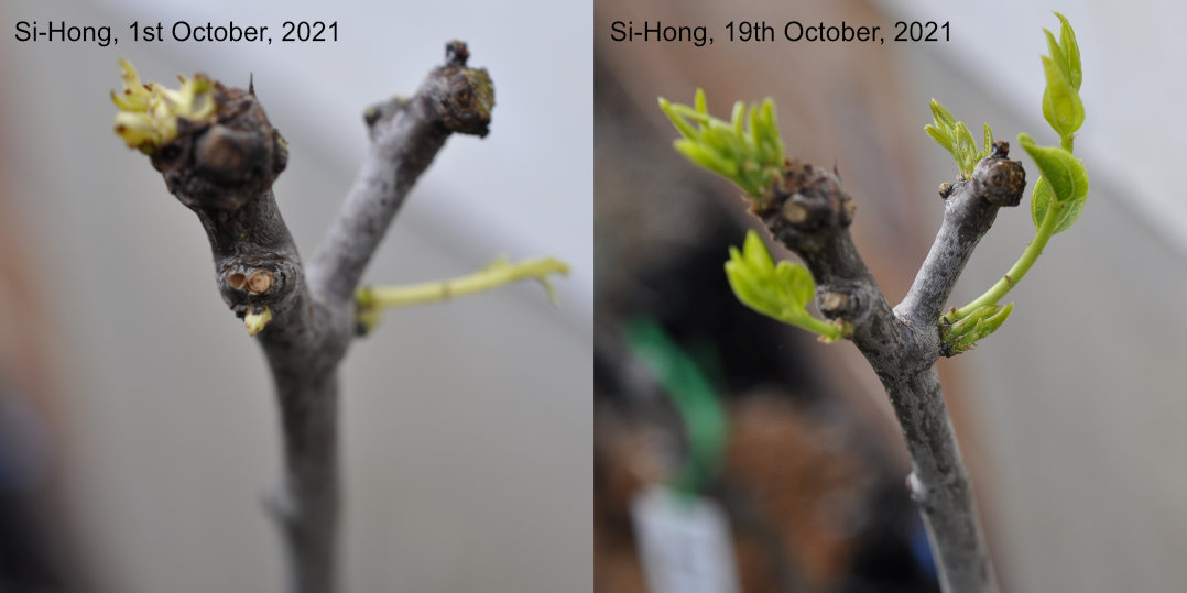 Shoots of a Si-Hong jujube tree before and after exposure to sunlight 'Skin in the Game Trees'