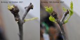 Shoots of a Si-Hong jujube tree before and after exposure to sunlight
