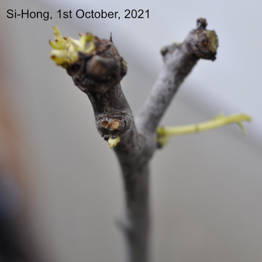 Shoots of a Si-Hong jujube tree deprived of photosynthesis 'Skin in the Game Trees'