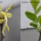 Shoots of a Suimen jujube tree before and after exposure to sunlight