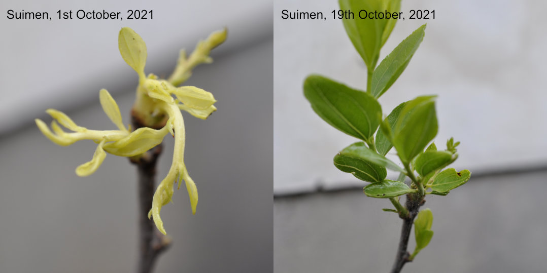 Shoots of a Suimen jujube tree before and after exposure to sunlight 'Skin in the Game Trees'