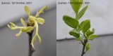 Shoots of a Suimen jujube tree before and after exposure to sunlight