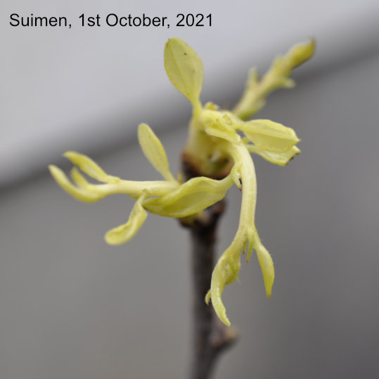 Shoots of a Suimen jujube tree deprived of photosynthesis 'Skin in the Game Trees'