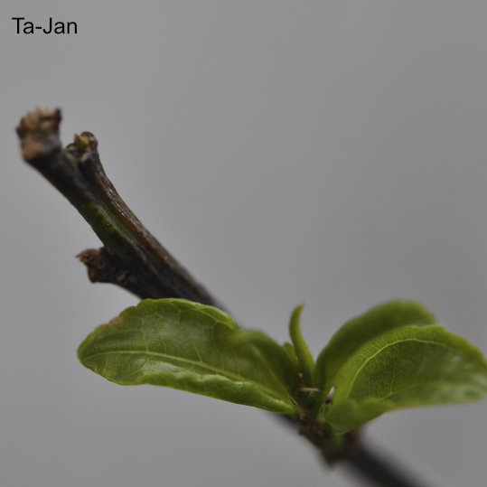 Shoots of a Ta-Jan jujube tree not deprived of photosynthesis 'Skin in the Game Trees'