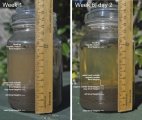 Soil fractions in a jar: Week 1 (left) and Week 6, Day 2 (right)