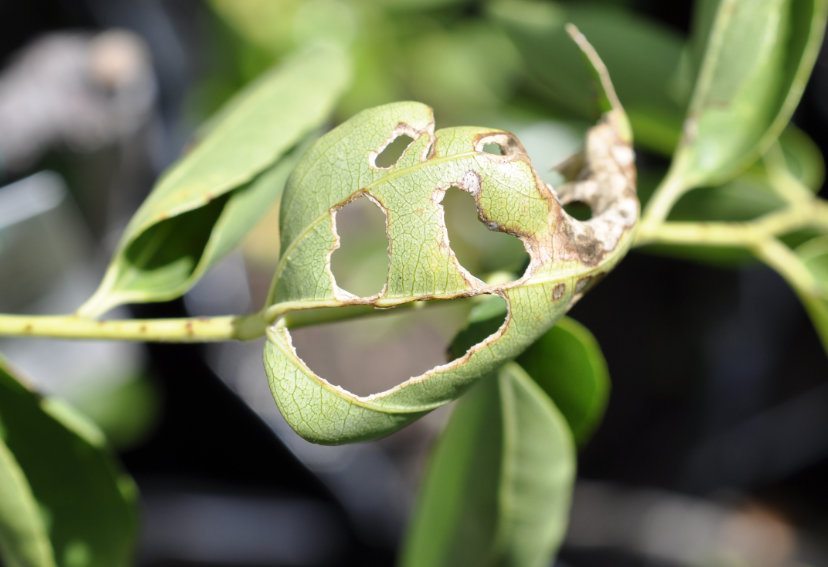 Suimen Smiley Leaf