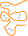 Disulfide bridges in a protein