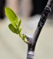 Li jujube tree