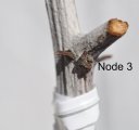 Main and secondary buds at Li #2 Node 3