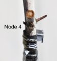 Main and secondary buds at Li #2 Node 4