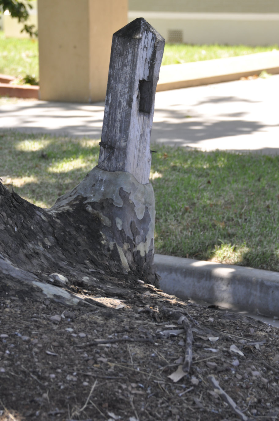 The Narrandera Tree