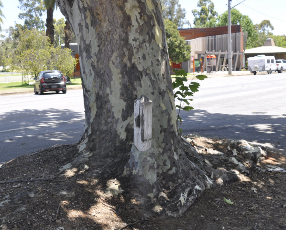 The Narrandera Tree