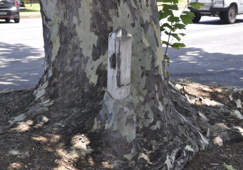 The Narrandera Tree