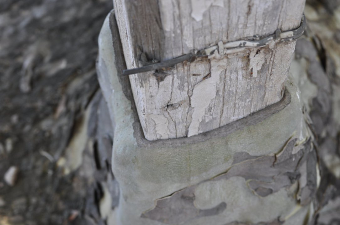 The Narrandera Tree