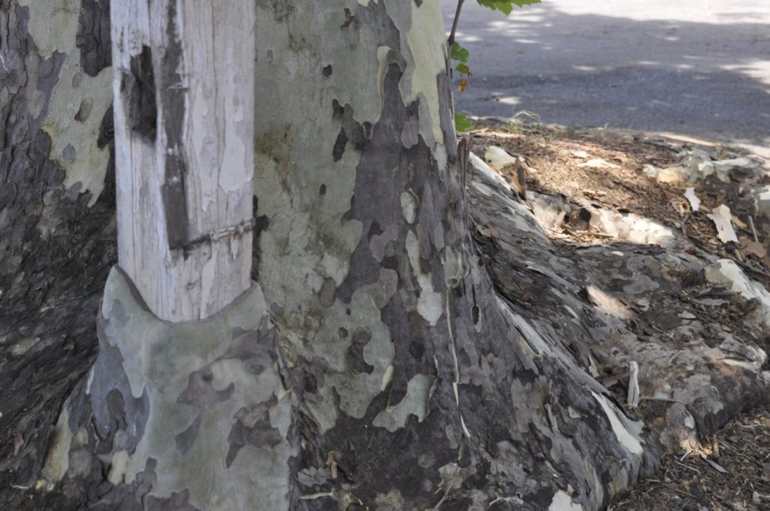 The Narrandera Tree