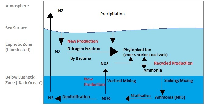 The marine nitrogen cycle The Nitrogen Cycle