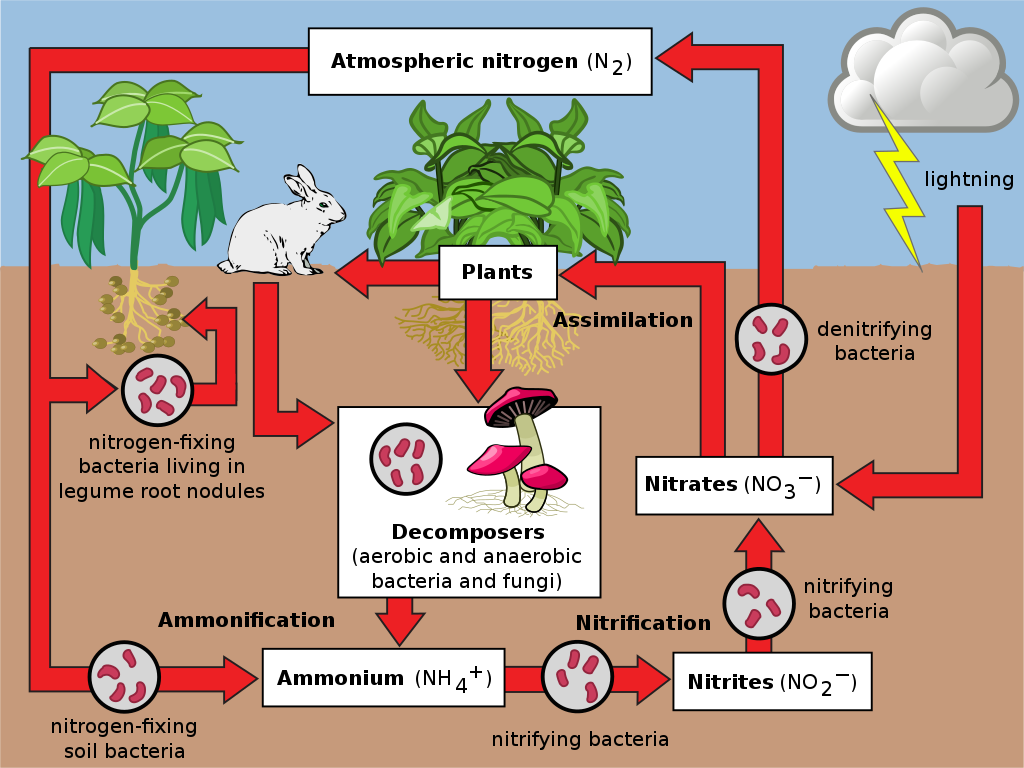 The nitrogen cycle on land The Nitrogen Cycle