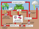 The nitrogen cycle on land