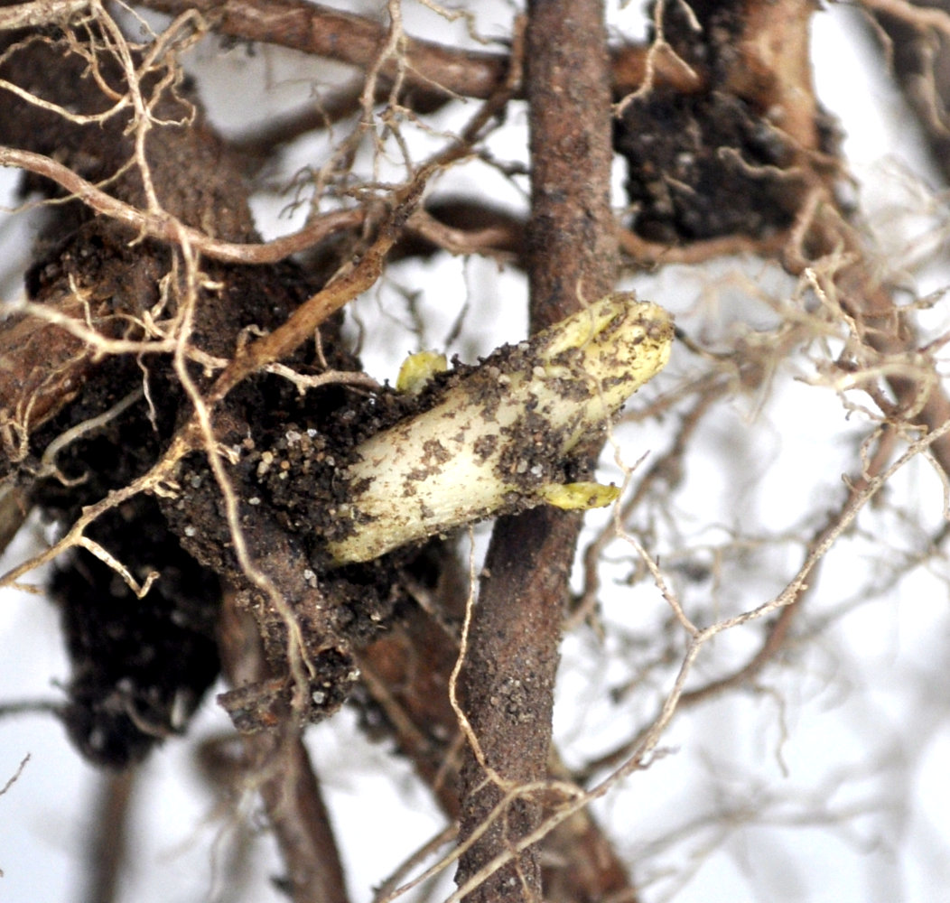 Understanding Jujube Rootstock and Suckering