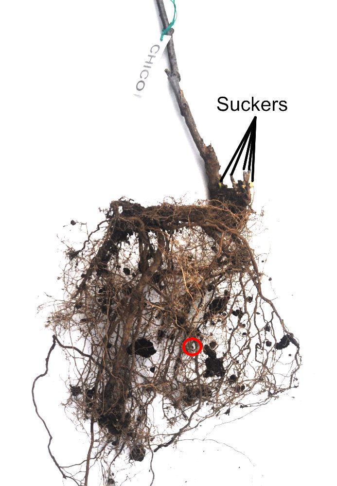 Understanding Jujube Rootstock and Suckering