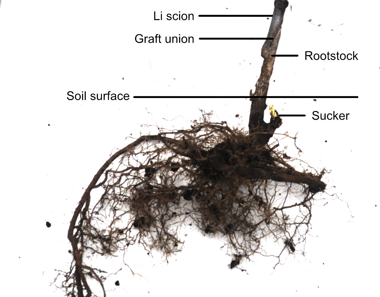 Understanding Jujube Rootstock and Suckering