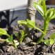 Jujube rootstock suckers at base of a Li