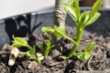 Jujube rootstock suckers at base of a Li