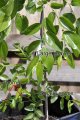 Comparison in size of Lang jujube tree leaves with the smaller rootstock leaves