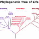 Phylogenetic Tree of Life