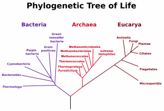 A Newly Discovered Deep-Soil Bacterial Phylum, CSP1-3