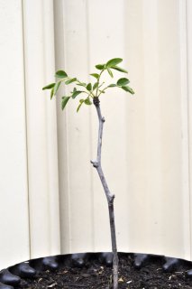 Updates on Recently Featured Trees