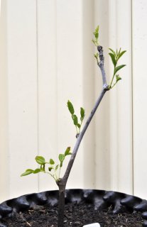 Updates on Recently Featured Trees