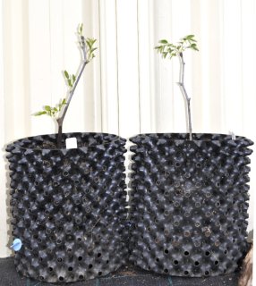 Updates on Recently Featured Trees