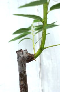 Updates on Recently Featured Trees