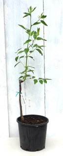 Updates on Recently Featured Trees