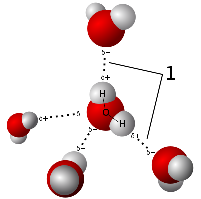 Model of hydrogen bonds (1) between molecules of water What Makes Water So Important to Life?