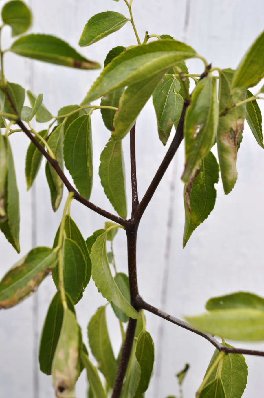 Si-Hong jujube tree, March 2026 Updated Further: What Would You Make of This Tree?