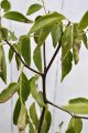 Si-Hong jujube tree, March 2026