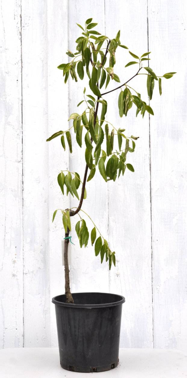 Si-Hong jujube tree, March 2026 Updated Further: What Would You Make of This Tree?