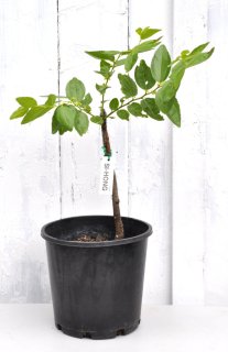 Updates on Recently Featured Trees