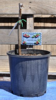 Updates on Recently Featured Trees