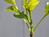 Extension branch on a 'Baby Li'