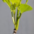 Extension branch on a 'Baby Li'