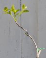 Close-up of a 'Baby Li' jujube tree