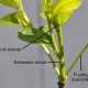 Extension branch, fruiting branchlets, and flower bud on 'Baby Li'